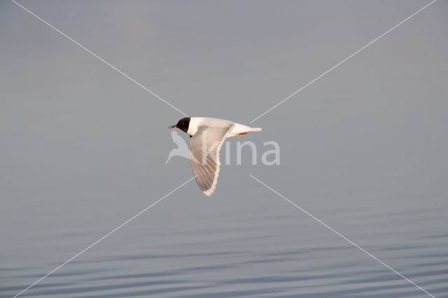 Dwergmeeuw (Larus minutus)