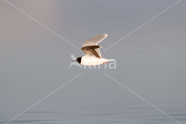 Dwergmeeuw (Larus minutus)