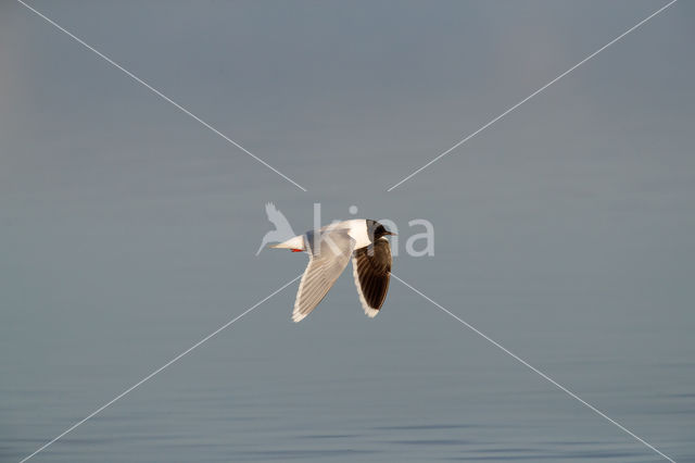 Dwergmeeuw (Larus minutus)