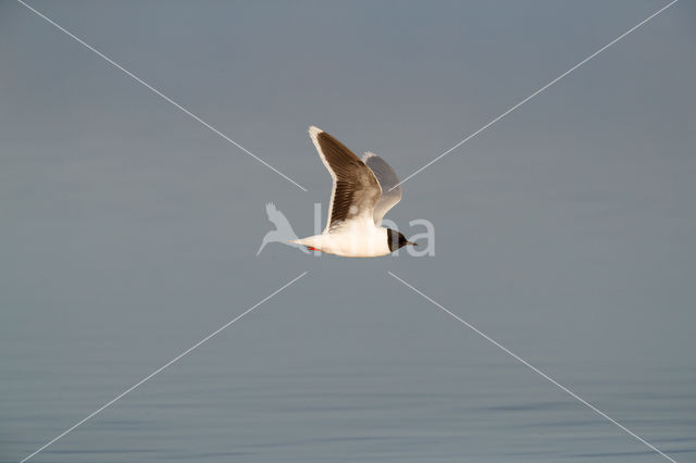 Dwergmeeuw (Larus minutus)