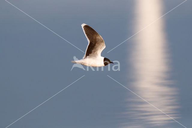 Dwergmeeuw (Larus minutus)