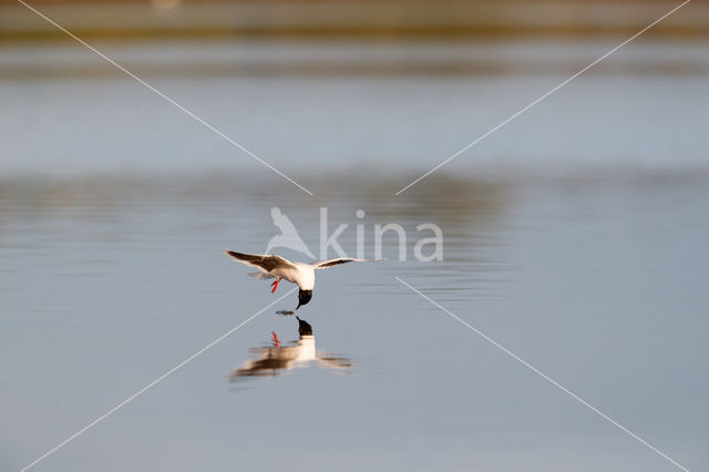 Dwergmeeuw (Larus minutus)