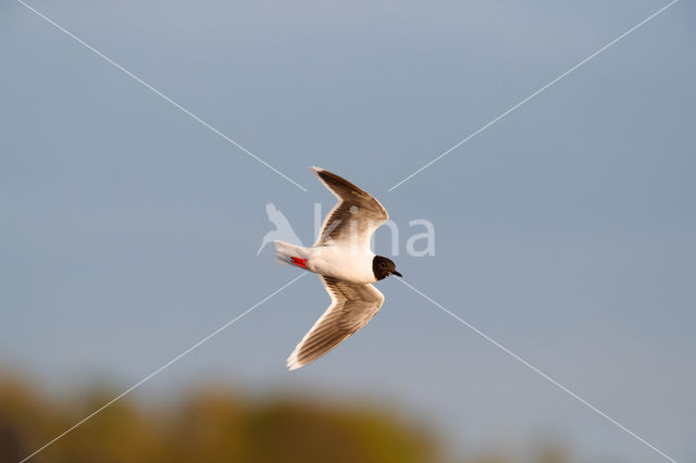 Dwergmeeuw (Larus minutus)