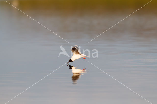 Dwergmeeuw (Larus minutus)