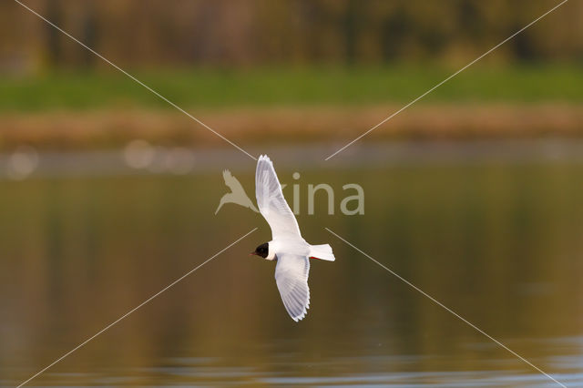 Dwergmeeuw (Larus minutus)