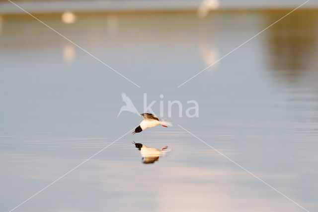 Dwergmeeuw (Larus minutus)