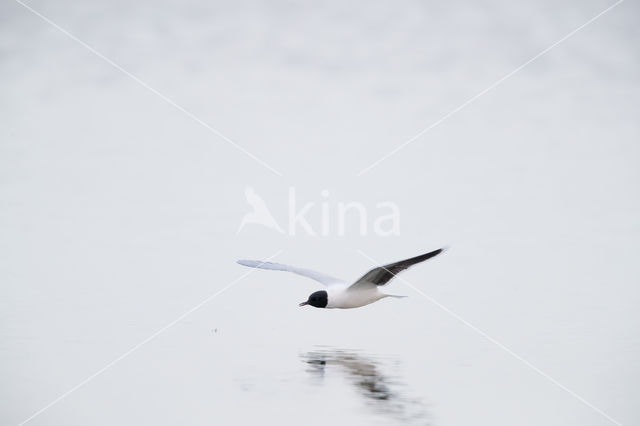 Dwergmeeuw (Larus minutus)