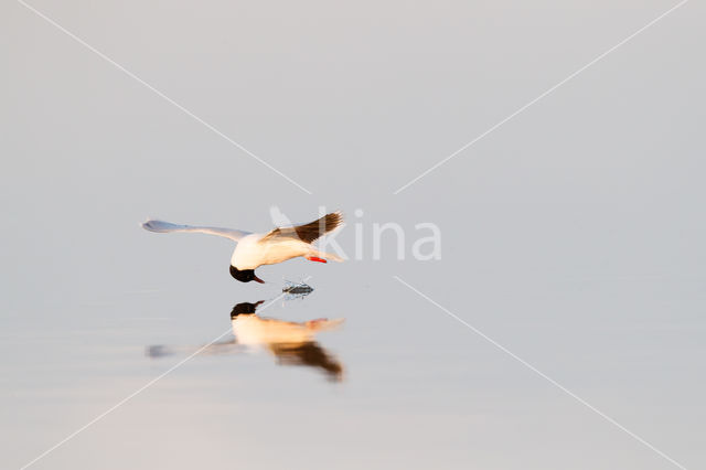 Dwergmeeuw (Larus minutus)