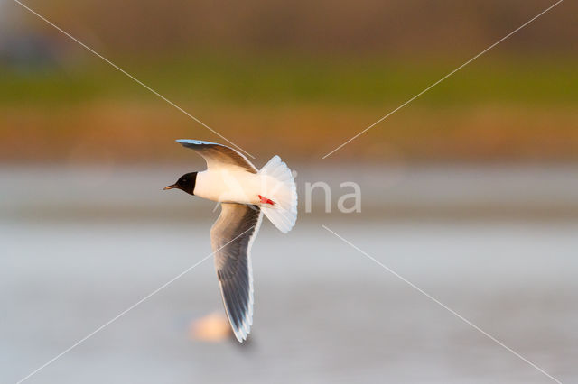 Dwergmeeuw (Larus minutus)