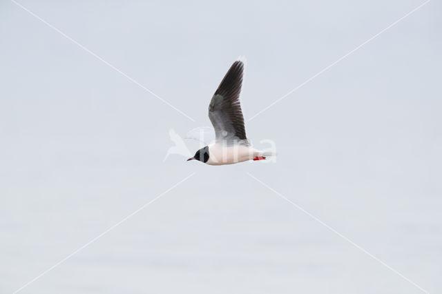 Dwergmeeuw (Larus minutus)