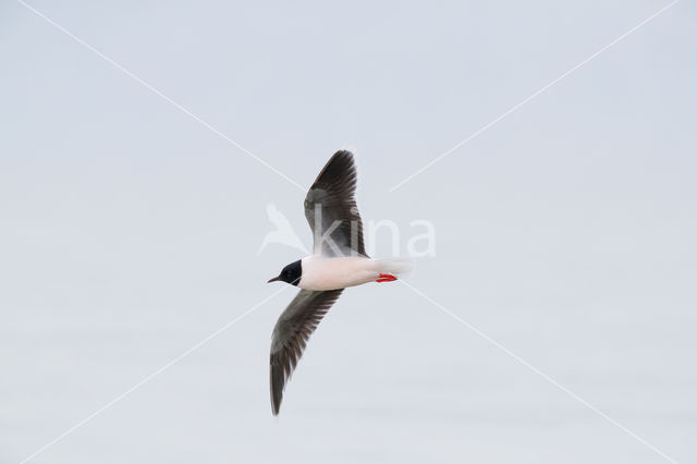 Dwergmeeuw (Larus minutus)