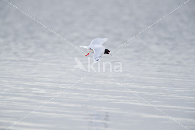 Dwergmeeuw (Larus minutus)