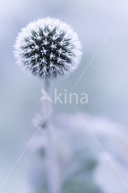 Kogeldistel (Echinops bannaticus)