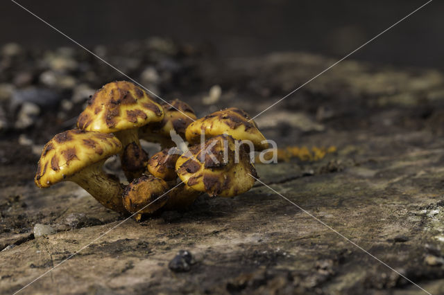 Goudvliesbundelzwam (Pholiota aurivella)