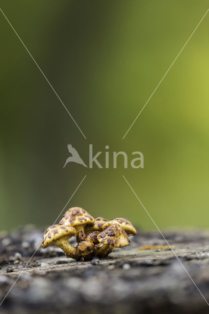 golden Scalycap (Pholiota aurivella)