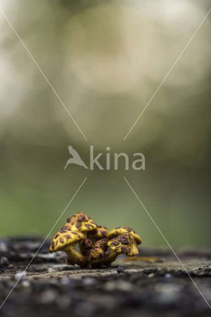 Goudvliesbundelzwam (Pholiota aurivella)