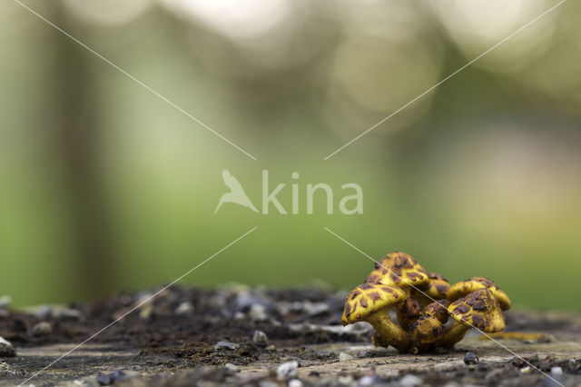 golden Scalycap (Pholiota aurivella)