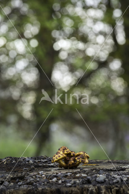 Goudvliesbundelzwam (Pholiota aurivella)