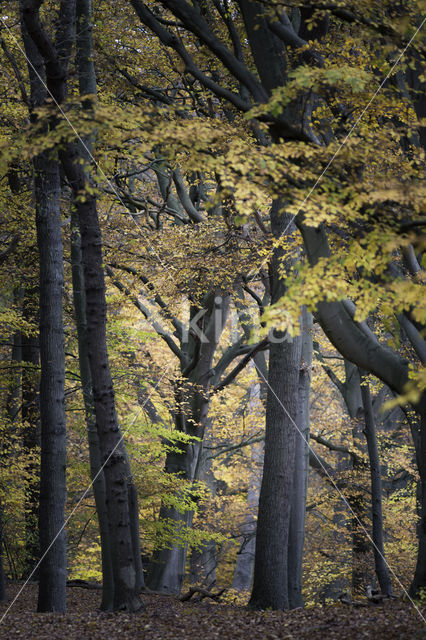 Beuk (Fagus sylvatica)