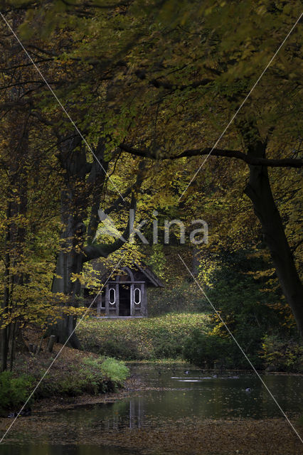 Beech (Fagus sylvatica)