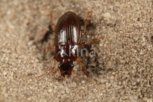 Herfstkruiper (Harpalus autumnalis)