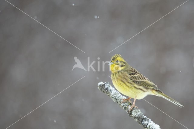 Yellowhammer (Emberiza citrinella)