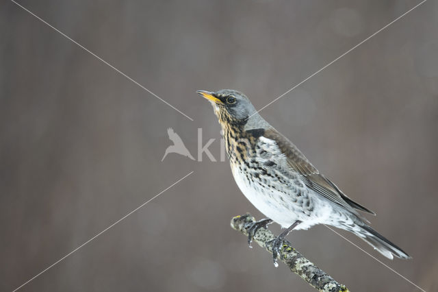 Fieldfare (Turdus pilaris)