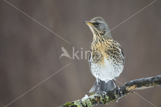 Fieldfare (Turdus pilaris)