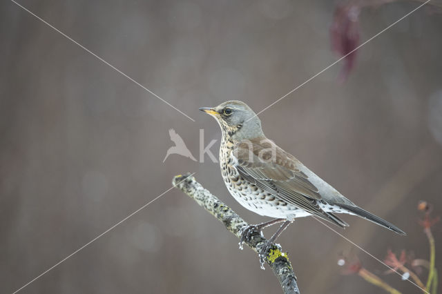 Fieldfare (Turdus pilaris)