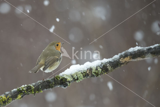 European Robin (Erithacus rubecula)