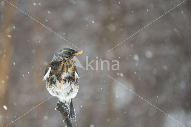 Kramsvogel (Turdus pilaris)