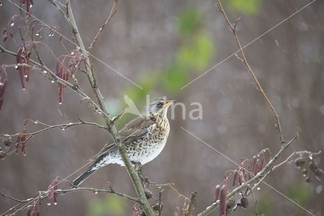 Fieldfare (Turdus pilaris)