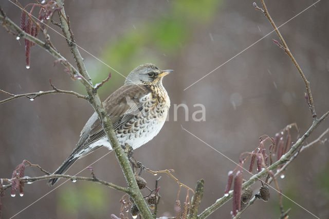 Fieldfare (Turdus pilaris)