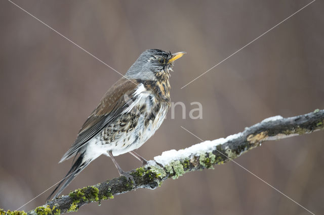 Fieldfare (Turdus pilaris)