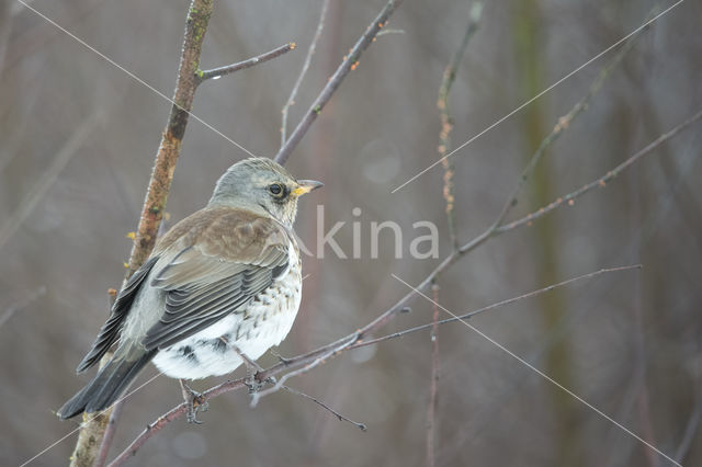 Fieldfare (Turdus pilaris)