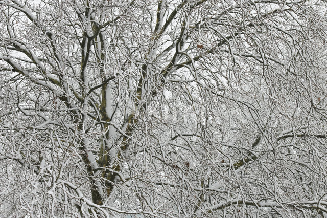 plane tree (Platanus hispanica)