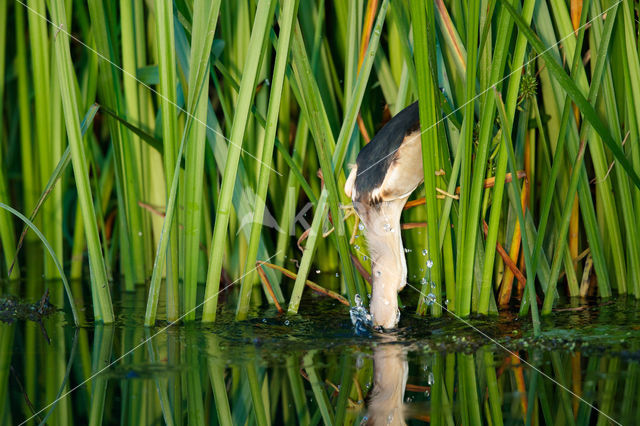 Little Bittern (Ixobrychus minutus)