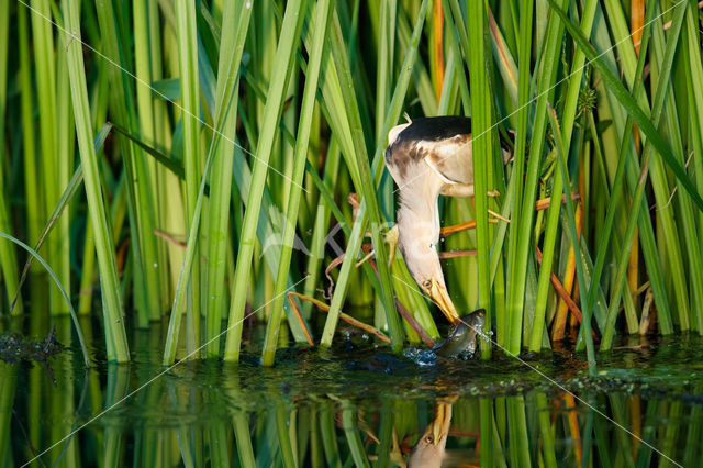 Little Bittern (Ixobrychus minutus)