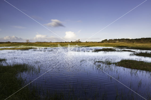 Amsterdamse Waterleidingduinen