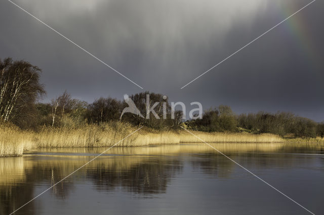 Riet (Phragmites australis)