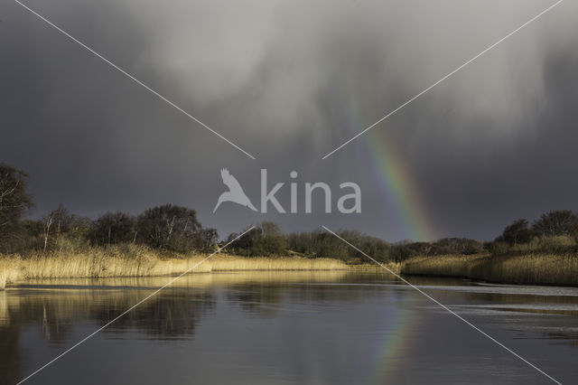 Riet (Phragmites australis)