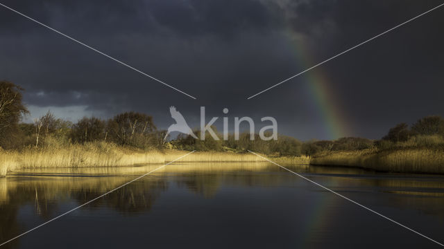 Riet (Phragmites australis)