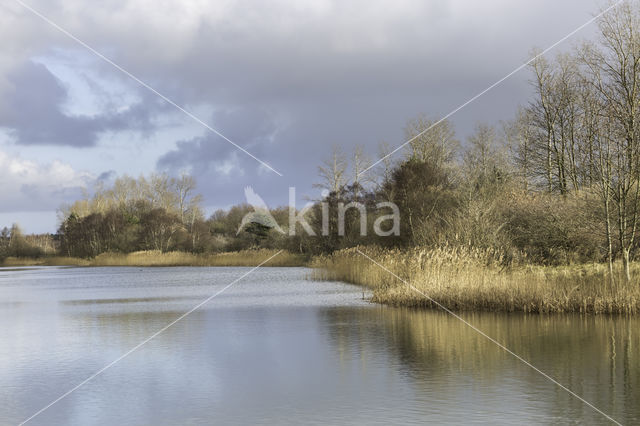 Riet (Phragmites australis)