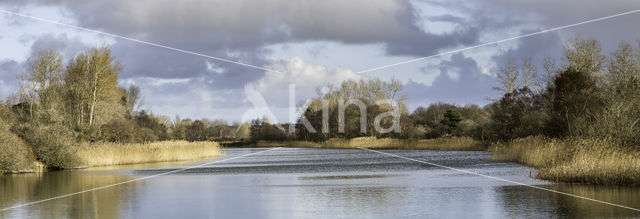 Riet (Phragmites australis)