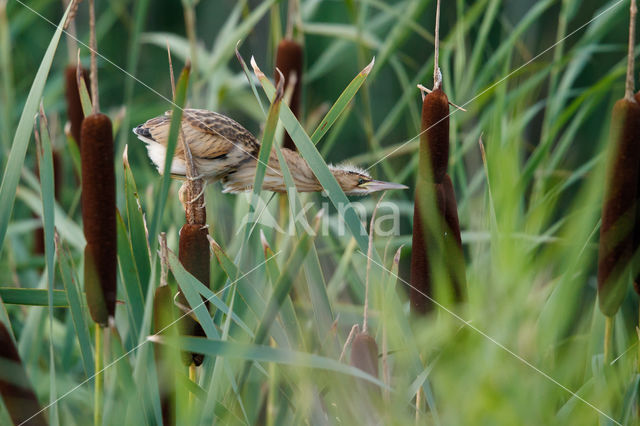 Little Bittern (Ixobrychus minutus)