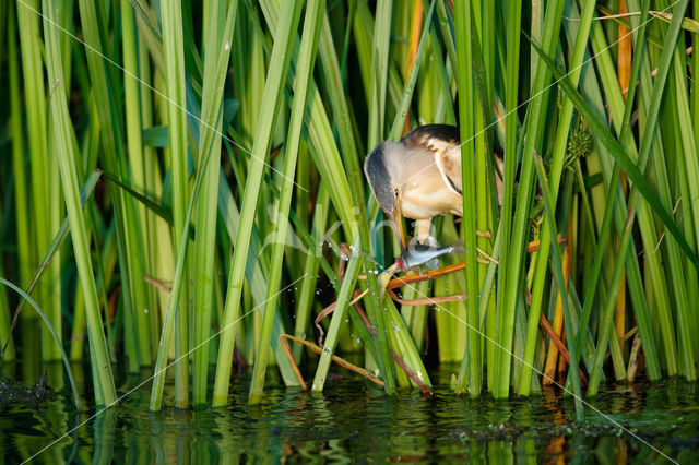 Little Bittern (Ixobrychus minutus)