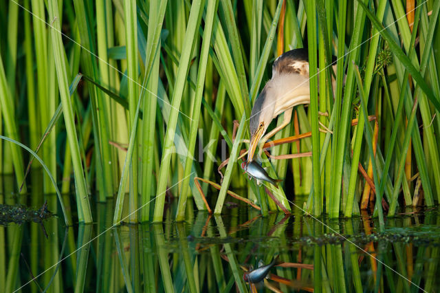 Little Bittern (Ixobrychus minutus)