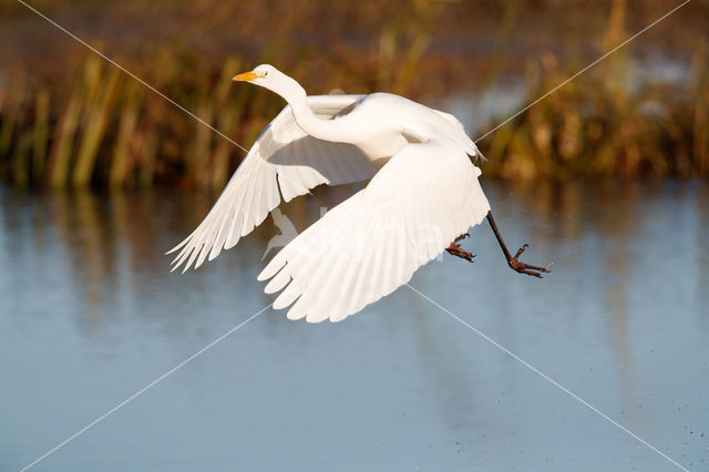 Great White Egret