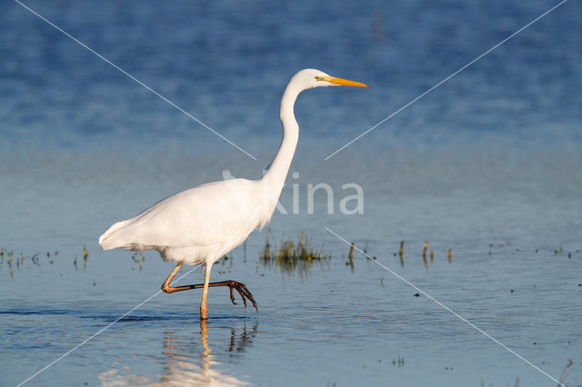 Great White Egret