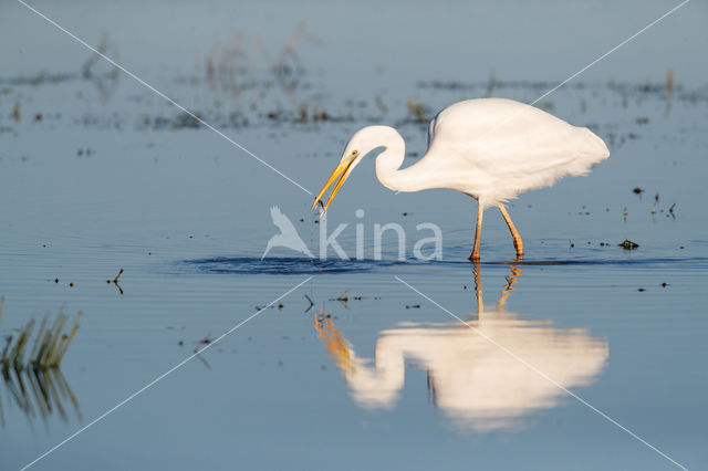 Grote zilverreiger (Casmerodius albus)